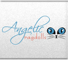 Angelic Ragdolls